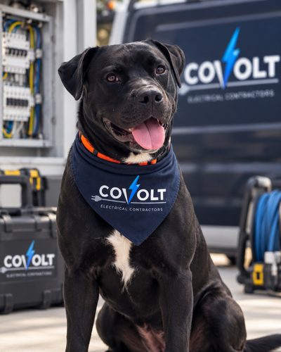 Duke, Covolt's dog, sitting in a Covolt bandana beside the work van